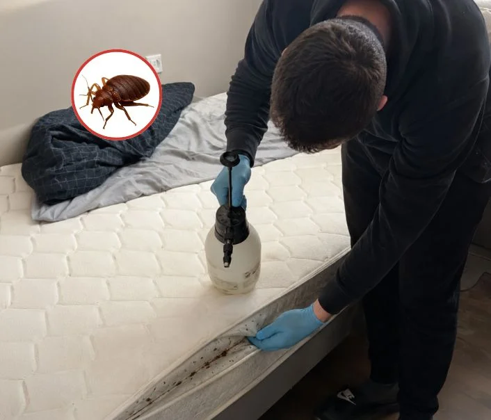 Technicien traitant un matelas contre les punaises de lit à Montainville